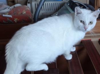 Murphy Bild von Murphy