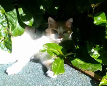 Rosalie Bild von Rosalie