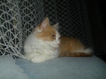Rosalie Bild von Rosalie
