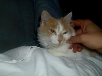 Rosalie Bild von Rosalie