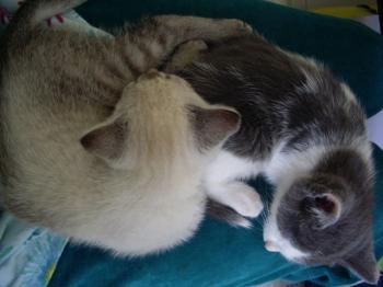 Thais und Sylar Bild von Thais