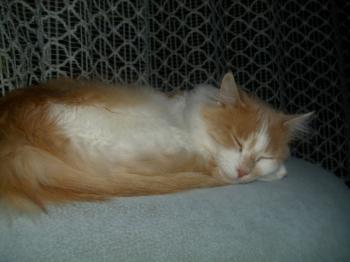 Rosalie Bild von Rosalie