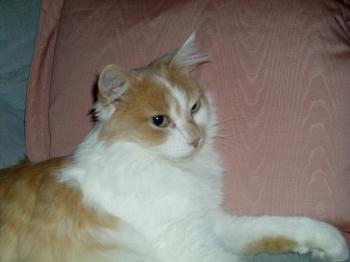 Rosalie Bild von Rosalie