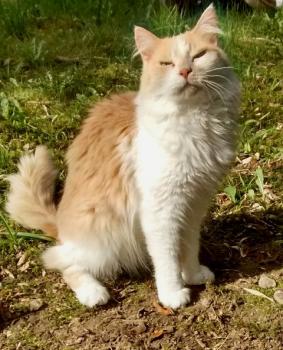 Rosalie Bild von Rosalie