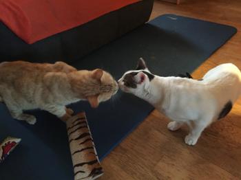 Dartacat Bild von Dartacat