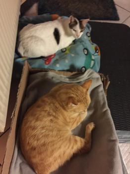 Dartacat Bild von Dartacat