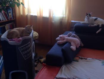 Dartacat Bild von Dartacat
