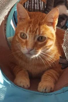 Ginger Bild von Ginger