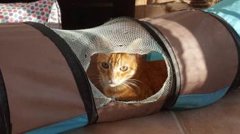 Ginger Bild von Ginger