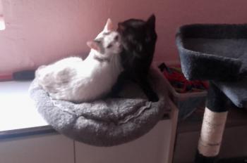 Babush Bild von Babush