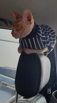 Rafiq Bild von Rafiq