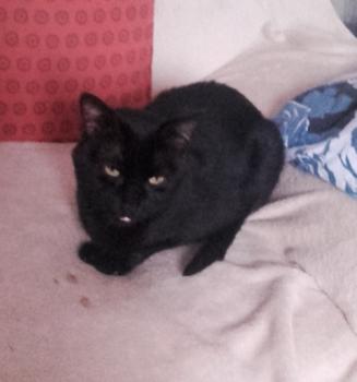 Babush Bild von Babush