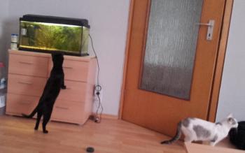 Babush Bild von Babush