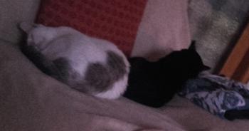 Babush Bild von Babush