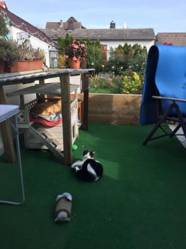 Dartacat Bild von Dartacat