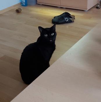 Babush Bild von Babush