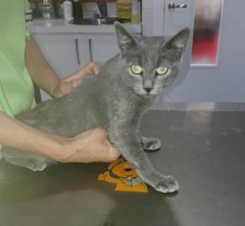 Merlin Bild von Merlin