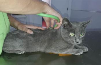 Merlin Bild von Merlin