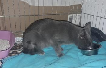 Merlin Bild von Merlin