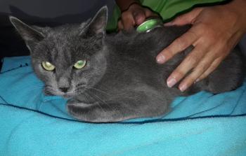 Merlin Bild von Merlin