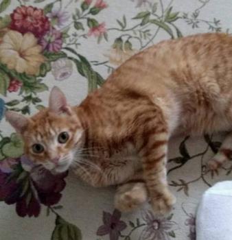 Ginger Bild von Ginger