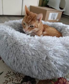 Ginger Bild von Ginger