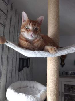Ginger Bild von Ginger