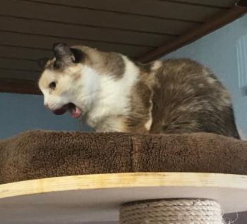 Maus Bild von Maus