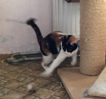 Loulou Bild von Loulou