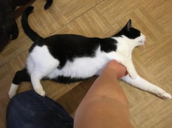Oreo Bild von Oreo