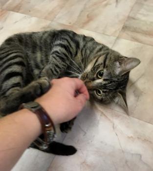 Chop Bild von Chop