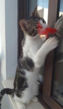 Maisha Bild von Maisha
