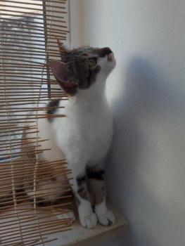 Maisha Bild von Maisha