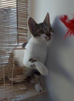 Maisha Bild von Maisha