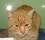 Lucas Bild von Lucas