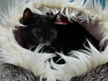Thunder Bild von Thunder