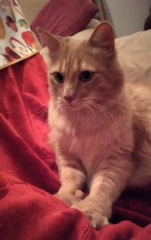 Turron Bild von Turron