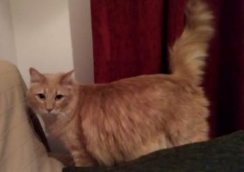 Turron Bild von Turron