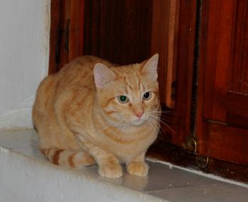 Mufasa Bild von Mufasa