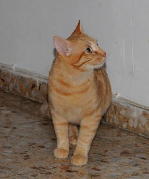 Mufasa Bild von Mufasa