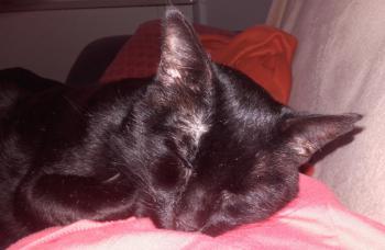 Babush Bild von Babush