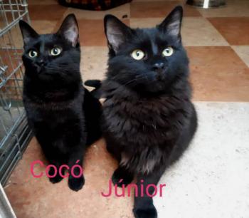 Junior Bild von Junior