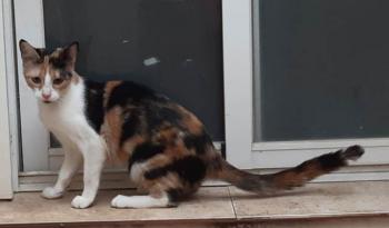 Gatúbella Bild von Gatubella
