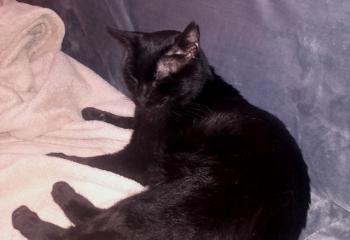 Babush Bild von Babush