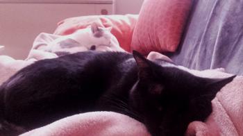 Babush Bild von Babush