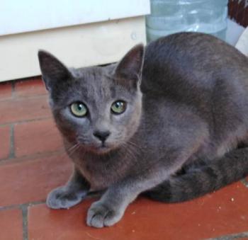 Perla Bild von Perla