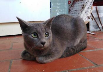 Perla Bild von Perla