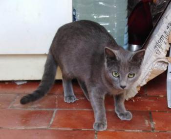 Perla Bild von Perla
