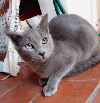 Perla Bild von Perla