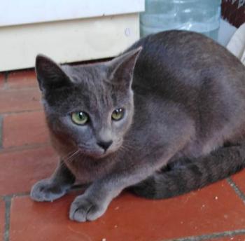 Perla Bild von Perla